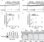 FEN1 Antibody in Western Blot (WB)