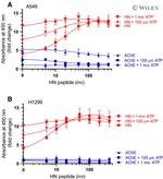 Humanin Antibody in ELISA (ELISA)