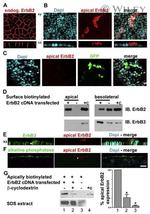 ErbB2 (HER-2) Antibody in Immunocytochemistry (ICC/IF)
