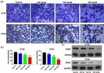 VEGF Antibody in Western Blot (WB)