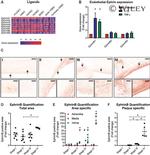 Ephrin B (Pan) Antibody in Immunohistochemistry (IHC)