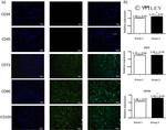 CD105 Antibody in Immunocytochemistry (ICC/IF)