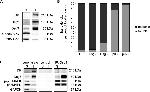 Desmoglein 3 Antibody in Western Blot (WB)