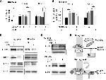 IL-1RAcP Antibody in Western Blot (WB)