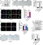 METTL14 Antibody in Western Blot (WB)