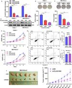 HRASLS3 Antibody in Western Blot (WB)