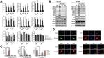 CD80 Antibody in Western Blot (WB)