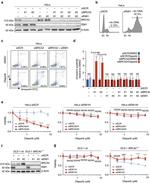 FBXO5 Antibody in Western Blot (WB)
