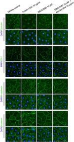 beta Catenin Antibody in Immunocytochemistry (ICC/IF)