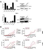 Dectin 1 Antibody in Western Blot (WB)