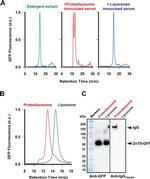 TurboGFP Antibody in Western Blot (WB)
