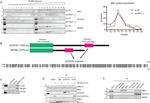 GLTSCR1L Antibody in Western Blot (WB)