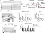 GLTSCR1L Antibody in Western Blot (WB)