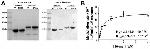 6x-His Tag Antibody in Western Blot (WB)