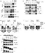 c-Myc Antibody in Western Blot, Immunoprecipitation (WB, IP)