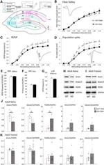GAPDH Antibody in Western Blot (WB)