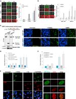 APE1 Antibody in Western Blot (WB)