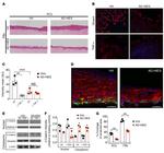 Vimentin Antibody in Western Blot, Immunocytochemistry (WB, ICC/IF)
