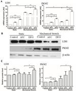 PKM2 Antibody in Western Blot (WB)