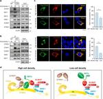 STRN3 Antibody in Western Blot, Immunoprecipitation (WB, IP)