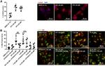 8-Hydroxyguanosine Antibody in Immunocytochemistry (ICC/IF)