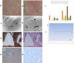 MTCO1 Antibody in Immunohistochemistry (IHC)