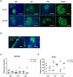 MUC5AC Polyclonal Antibody