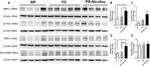 PER2 Antibody in Western Blot (WB)