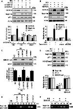 Nephrin Antibody