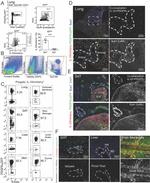 Ly-6A/E Antibody in Immunohistochemistry (IHC)