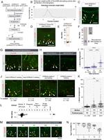 HBB Antibody in Western Blot (WB)