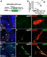 GnRH1 Antibody in Immunohistochemistry, Immunocytochemistry (IHC, ICC/IF)