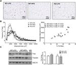 HSC70 Antibody in Western Blot (WB)