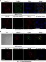 CD44var (v3) Antibody in Immunocytochemistry (ICC/IF)