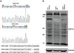 FGF13 Antibody in Western Blot (WB)