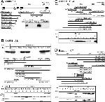 6x-His Tag (C-term) Antibody in Western Blot (WB)