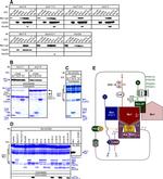6x-His Tag (C-term) Antibody in Western Blot (WB)