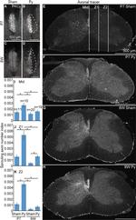 TRITC Polyclonal Antibody