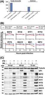 IFIT1 Antibody in Western Blot (WB)