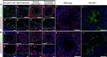 JAM-A (CD321) Antibody in Immunohistochemistry (IHC)