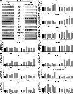 Phospho-NFkB p105/p50 (Ser337) Antibody in Western Blot (WB)