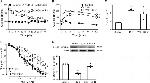 Phospho-eNOS (Ser1177) Antibody in Western Blot (WB)