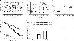 Phospho-eNOS (Ser1177) Antibody in Western Blot (WB)