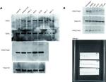 EZH1 Antibody in Western Blot (WB)