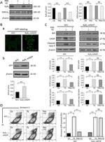 TurboGFP Antibody in Immunocytochemistry (ICC/IF)