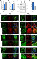 PDI Antibody in Immunocytochemistry (ICC/IF)