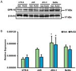 GPR18 Antibody in Western Blot (WB)