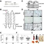 CD8a Monoclonal Antibody (53-6.7), Biotin, Functional Grade, eBioscience™
