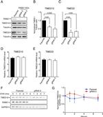 RAB21 Antibody in Western Blot (WB)