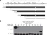GFP Antibody in Western Blot (WB)